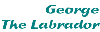 George The Labrador